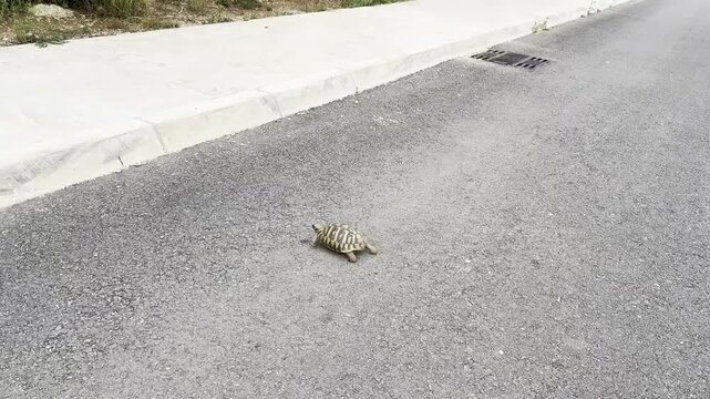 Hermann's tortoise, Testudo hermanni, crawling across an asphalt street pavement in Kotor Bay, Montenegro.