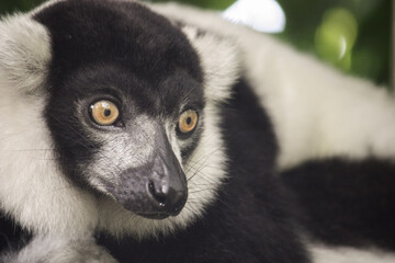 Close-up portrait of a black and white ruffed lemur with expressive eyes. © Marianne