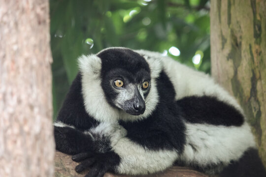 A black and white ruffed lemur resting in a tree, looking to the side.
