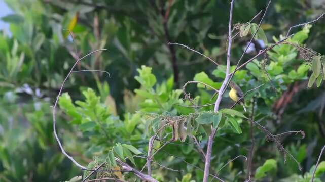 Female Palawan Sunbird Startled During Preening with Wing-Assisted Recovery in Palawan Philippines

