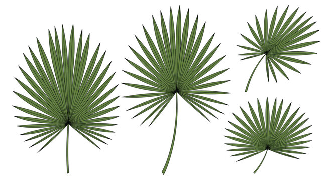Detailed collection of various green fan palm leaves with intricate vein patterns on a white background for tropical and botanical designs.