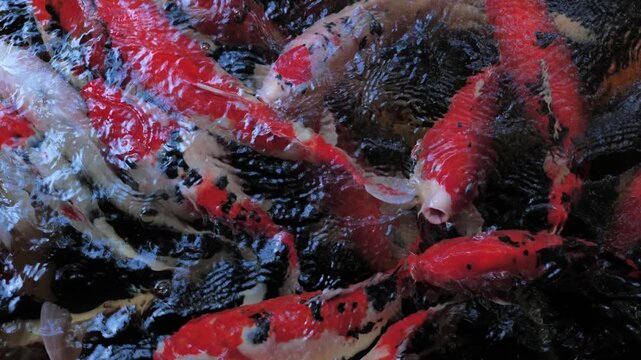Close-up of colorful koi carp swimming closely together at the water surface, creating vivid red, white, black and orange patterns with energetic ripples and movement.