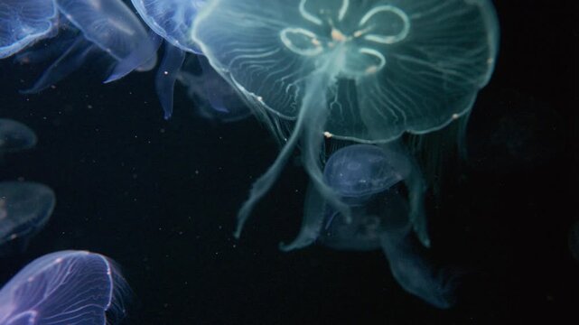 4K Video of moon jellyfish swimming gracefully against a black background.	
