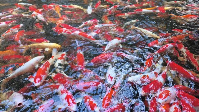 Large group of colorful koi carp swimming together near the pond surface, creating vibrant red, white, orange and black patterns with rippling water and lively movement.