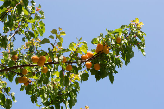 Traditional Dalmatian apricots (Armelin, Prunus armeniaca) hanging on tree branch in sunny orchard, Croatia