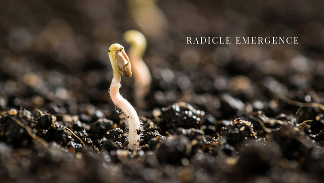 Seedling emerging from soil with radicle growth in garden or forest ecosystem with natural light  new life begins