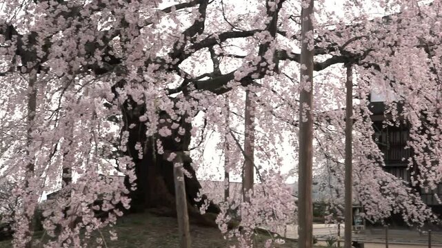 麻績の里の舞台桜