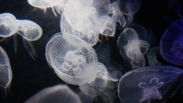 4K Video of moon jellyfish swimming gracefully against a black background.	

