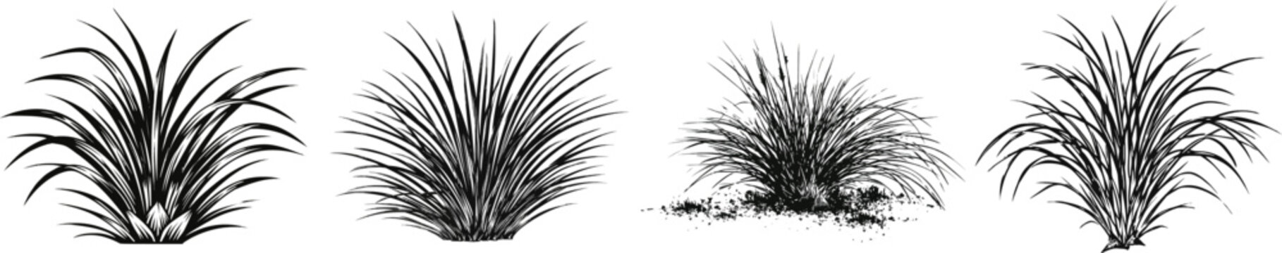 A minimalist wetland graphic showcases a clump of sharp sedge grass with distinct triangular stem bases and rough arching leaves, isolated on a pure white background