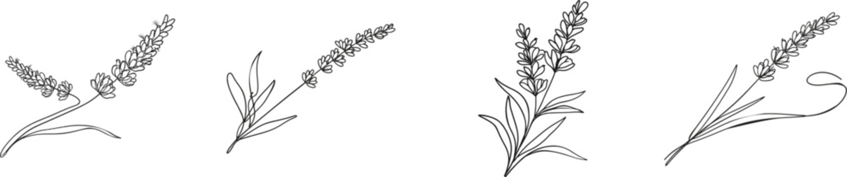A minimalist lavender sprig in continuous line art, rendered in black against a pristine white background