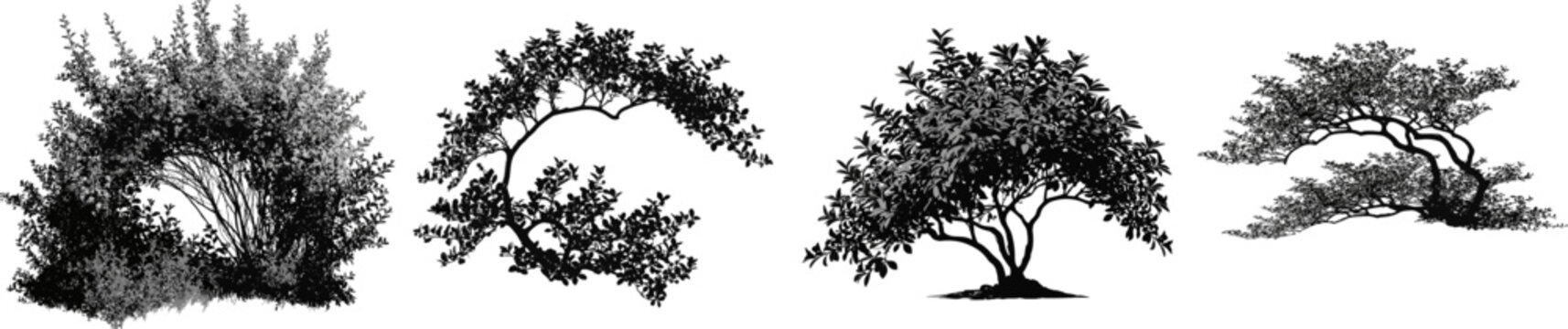 A cotoneaster bush with sprawling arching branches is depicted in an elegant flat monochrome style, set against a solid white background