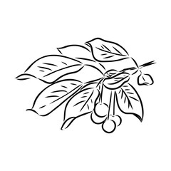 Fototapeta premium tasty cherry, vector sketch