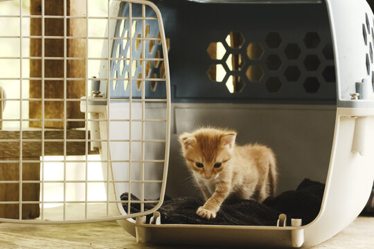 Small orange kitten exploring a pet carrier