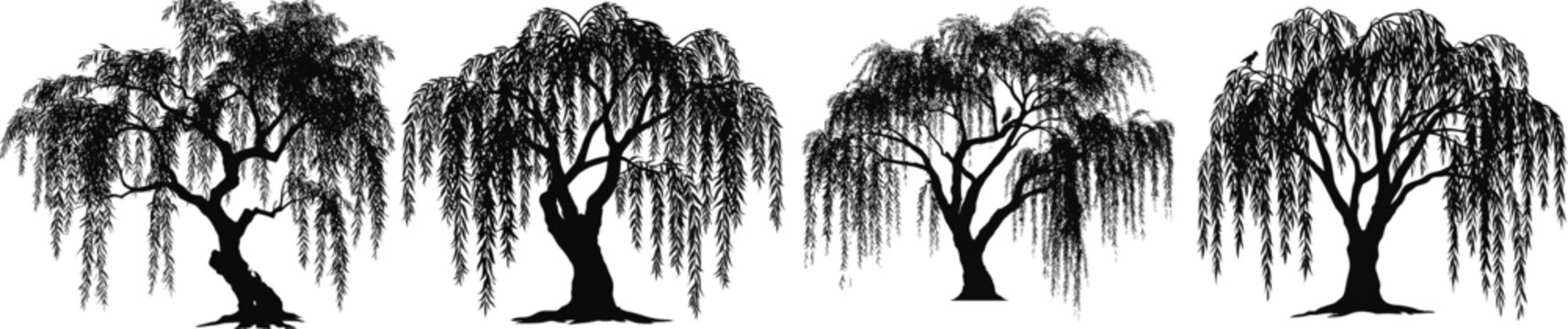 A majestic weeping willow tree with long, drooping branches in a minimalist, organic vector illustration style