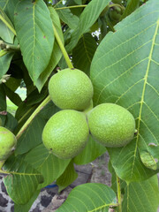 Fototapeta premium Green walnuts growing on a tree in nature