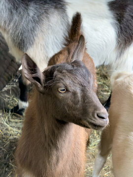 Young brown goat kid looking on the farm