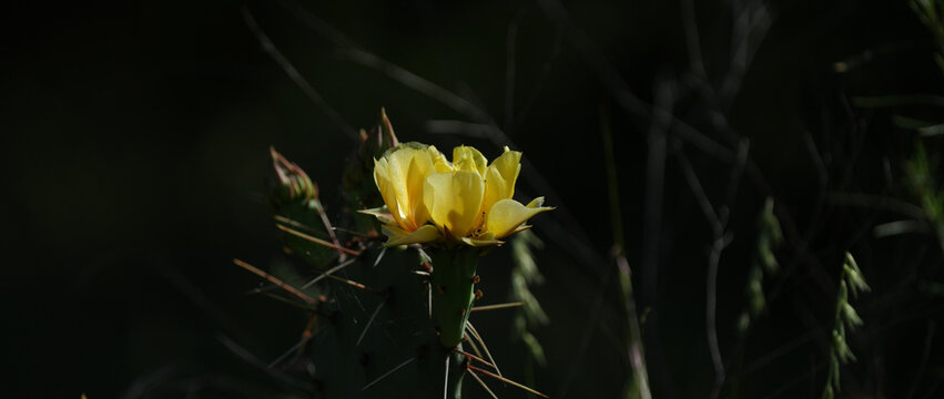 Yellow prickly pear cactus flower in bloom as a banner