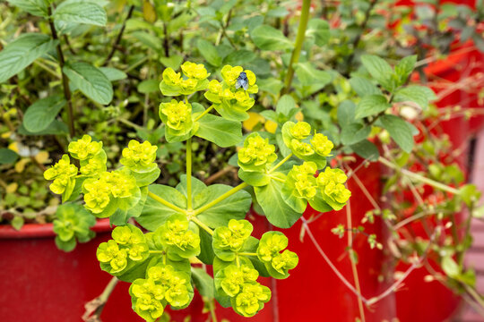 Close up view of sun spurge wildflower with bright yellow green cyathia blossoms and a fly insect. Euphorbia helioscopia plant in red container, backyard garden, spring day, Turkey.