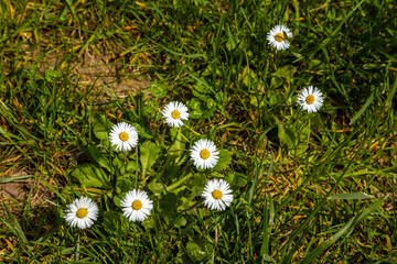 High angle view of common daisy wildflowers growing in a green grass lawn. Bellis perennis blossoms on a sunny spring day, April, Turkey. © Vlad Rakin