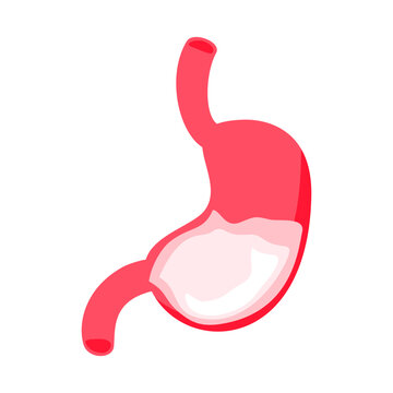 Stomach human body organs illustration