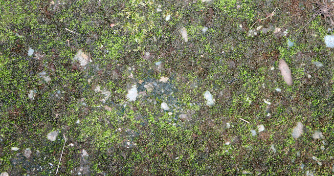 Weathered Mossy Stone Texture with Natural Rough Surface &ndash; Perfect for Backgrounds and Environmental Design	