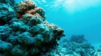 Naklejka premium A vibrant coral reef structure submerged in clear blue ocean water