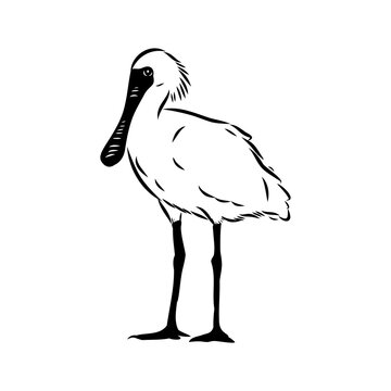 Spoonbill wild bird, vector sketch
