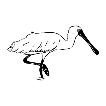Spoonbill wild bird, vector sketch