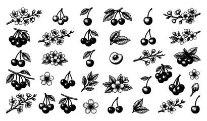 Fototapeta premium Black Silhouette Cherry Branch and Blossom Icon Set with Berries, Leaves, and Flowers for Nature and Design Projects