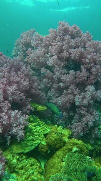 Explore the stunning pink coral reef in talang lipe thailand for an unforgettable underwater adventure