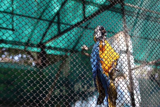 Blue and yellow macaw parrot standing behind a wire mesh fence in a zoo aviary cage