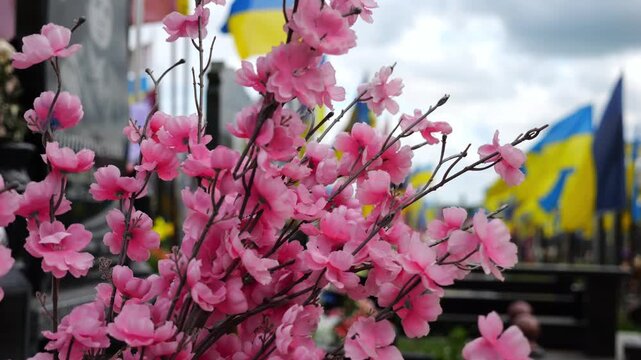 Close up of pink sakura flowers as memorial decoration in ukrainian military cemetery. At blur background countless national flags rise over graves of soldiers creating solemn tribute to sacrifice