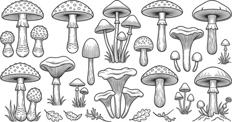 Vintage mushroom collection vector set with engraved line art details of wild forest fungus chanterelle amanita and toxic toadstools for autumn nature design © Sujon Shah