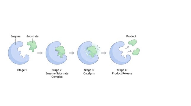 Educational diagram of enzyme catalysis process showing enzyme-substrate complex and product release.