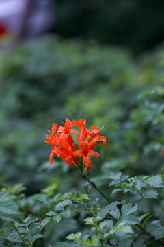 Tecomaria capensis flowers in garden