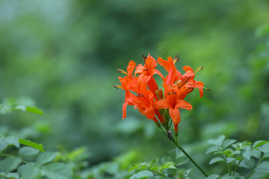 Tecomaria capensis flowers in garden