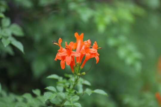 Tecomaria capensis flowers in garden
