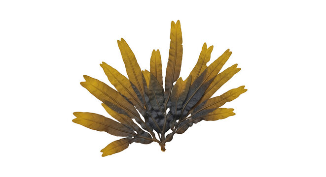 Fresh brown seaweed frond isolated on white background