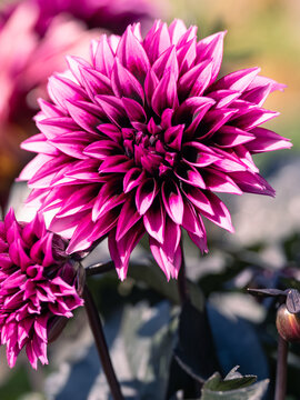 A 'Velvet Crush' Dahlia flower in full bloom