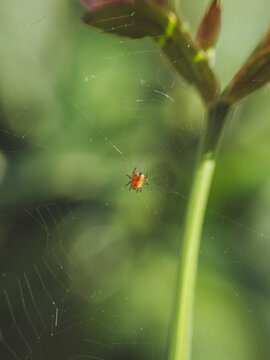 A tiny Garden Orb spiderling 'Araneus diadematus' building it's first web