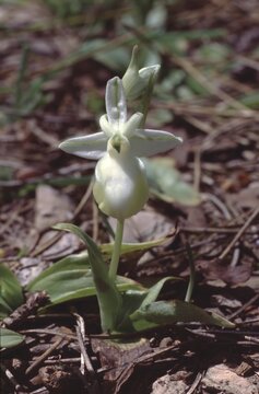 Ophrys ferrum equinum or e horseshoe bee-orchid