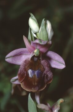 Rare Ophrys Lucis (Ophrys argolica subsp. lucis) or  Rhodian Horseshoe Orchid