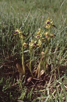 Ophrys blithopertha or  Cockchafer Orchid - rare wild orchid with the unique trait of  self-pollination
