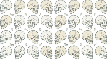 Fototapeta premium Human skull vector illustration collection set with various profile angles jaw bones and teeth for Halloween theme gothic tattoo art and anatomy design