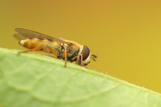 *Syrphus ribesii* insect on a leaf