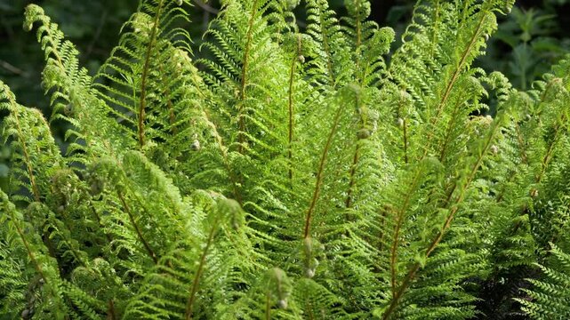 Lush green fern leaves unfurling in spring