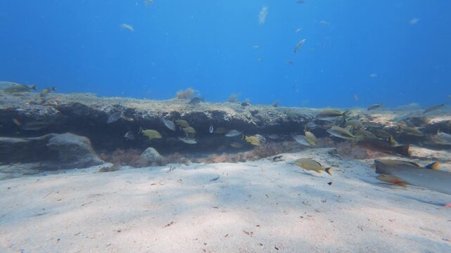 underwater view of coral reef with tropical fish