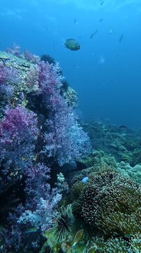 Diverse marine life and vibrant coral garden at hin muang hin daeng south andaman thailand underwater scene
