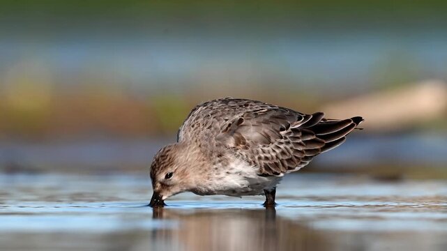 Dunlin Searching For Food In The Lake
