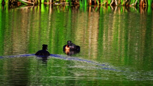 A Red-necked Grebe mother gently swims across a calm lake carrying two young chicks on her back. Surrounded by green aquatic vegetation, this peaceful morning scene showcases remarkable parental care 